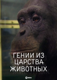 Постер «Гении из царства животных»