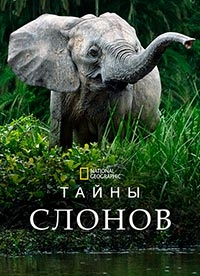 Постер «Тайны слонов»