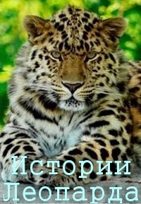 Постер «Истории леопарда»